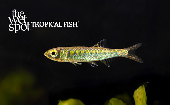 Raiamas cf. senegalensis "Senegal Trout Minnow"