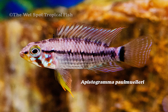 Apistogramma paulmuelleri - Apache Apisto