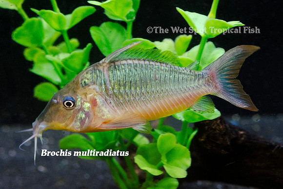 Brochis multiradiatus - Hognose Cory