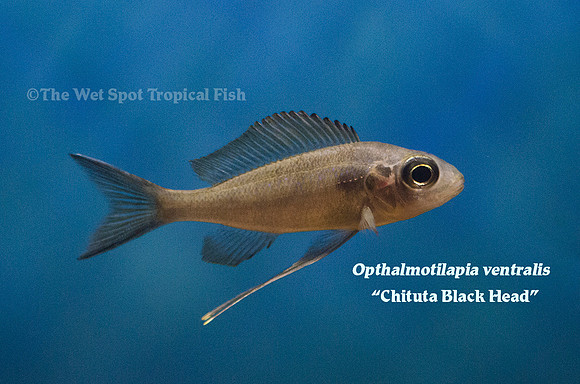 Opthalmotilapia ventralis "Chituta Black Head"