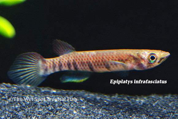 Infrafasciatus Killi - Epiplatys infrafasciatus