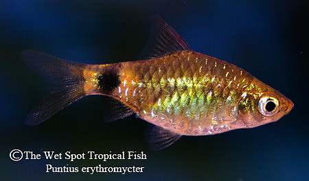 Puntius erythromycter - Red Lipstick Barb