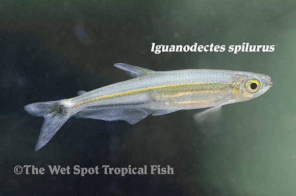 Iguanodectes spilurus - Slender Tetra