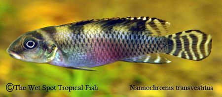 Nannochromis transvestitus ♀