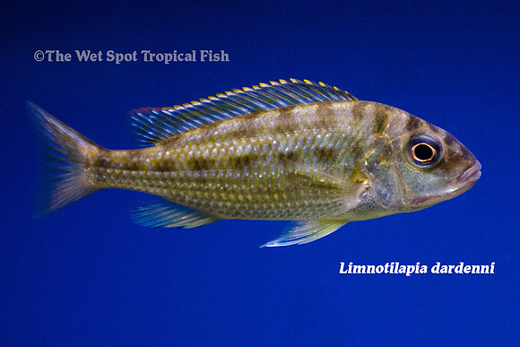 Limnotilapia dardenni