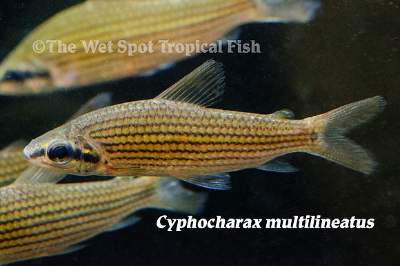 Cyphocharax multilineatus - Golden Curimata