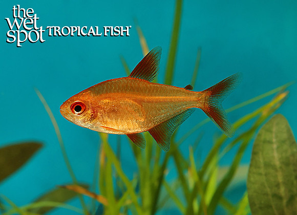Hyphessobrycon sp.  Red Cherry Tetra
