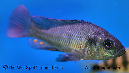 Astatotilapia nubila