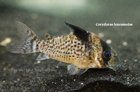Corydoras leucomelas - Blackfin Cory