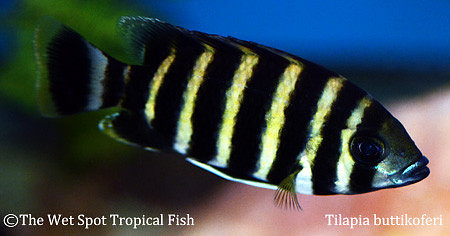 Heterotilapia buettikoferi