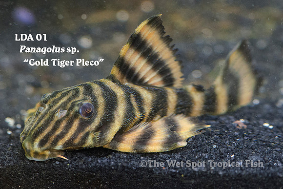 Panaqolus sp. "Gold Tiger Pleco" LDA01