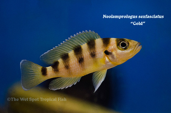 Neolamprologus sexfasciatus "Gold"
