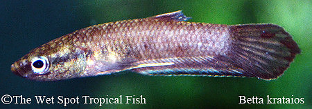 Betta krataios - Blue Damsel Betta