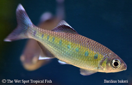 Barilius bakeri - Royal Trout Danio