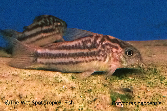 Corydoras napoensis