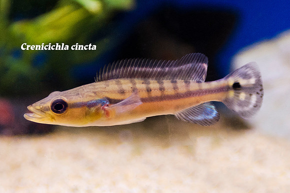 Crenicichla cincta