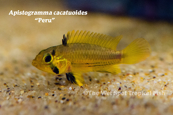 Apistogramma cacatuoides WILD "Peru"