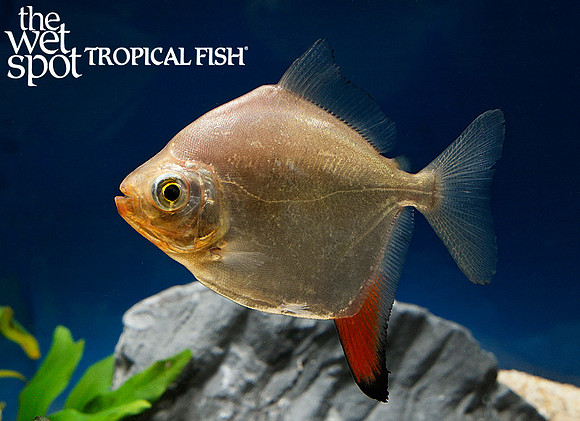 Metynnis rubripinnis - Red Hook Silver Dollar