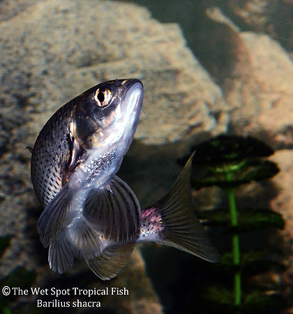 Barilius shacra, adult - Thousand Spotted Barilius