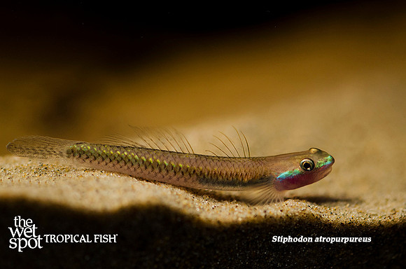 Blue Neon Goby - Stiphodon atropurpureus