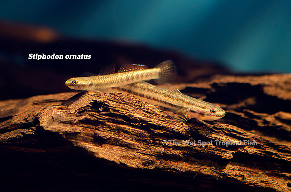 Ornate Rainbow Goby - Stiphodon ornatus