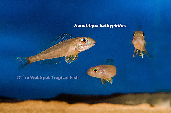 WS Xenotilapia bathyphilus "Keske"