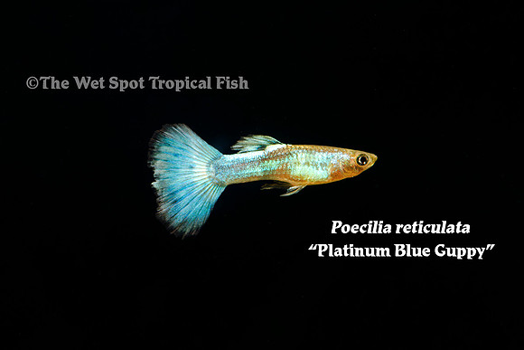 "Platinum Blue Guppy" ♂ - Poecilia reticulata