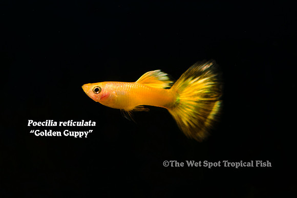 "Golden Guppy" ♂ - Poecilia reticulata