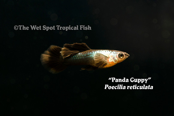 "Panda Guppy" ♂ - Poecilia reticulata