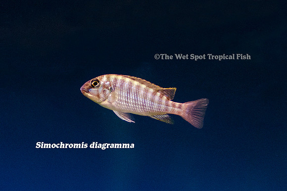 Simochromis diagramma