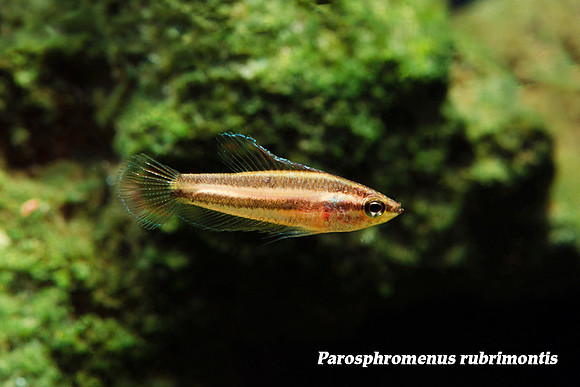 Parosphromenus rubrimontis - Bukit Merah Licorice Gourami