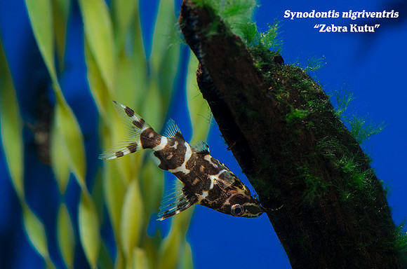 Synodontis nigriventris - Zebra Kutu