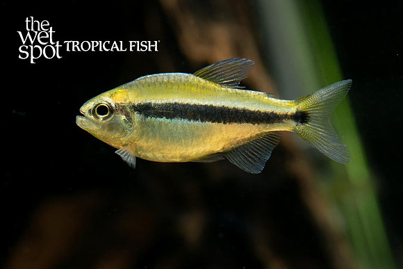 Hyphessobrycon sp. "Yellow Lapis" - Yellow Lapis Tetra