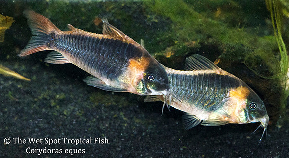 Corydoras eques - Horseman's Cory