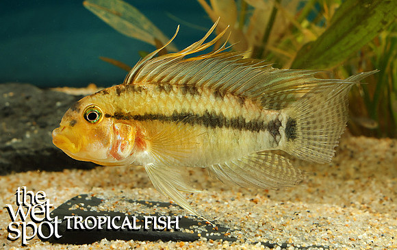 Apistogramma personata