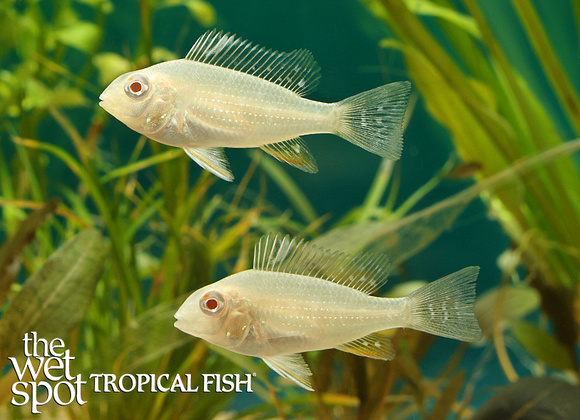 Acarichthys heckelii - Albino