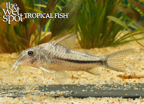 Scleromystax prionotus