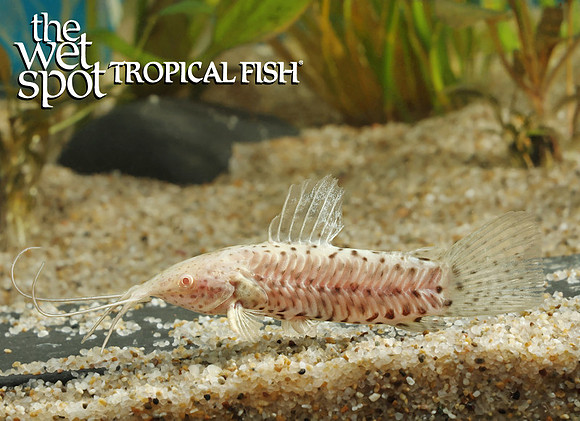 Megalechis thoracata - Albino Marble Hoplo