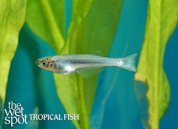 Lamprichthys tanganicanus"Lake Tanganyika Killi"