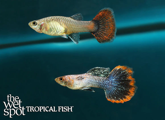 Poecilia reticulata "Magenta Candy Guppy"