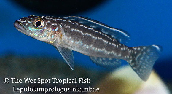 Lepidolamprologus nkambae