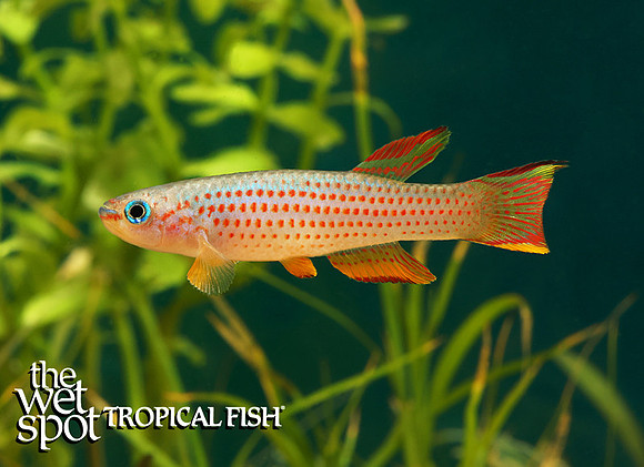 Aphyosemion striatum "Red Striped Killi"