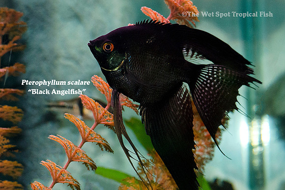 Pterophyllum scalare - Black Angelfish