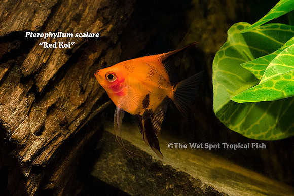 Pterophyllum scalare - Red Koi Angelfish