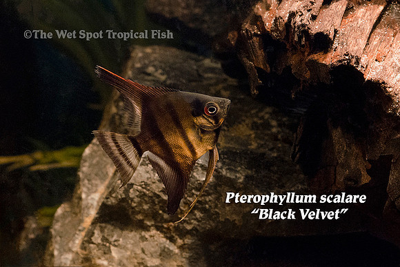 Pterophyllum scalare - Black Velvet Angelfish