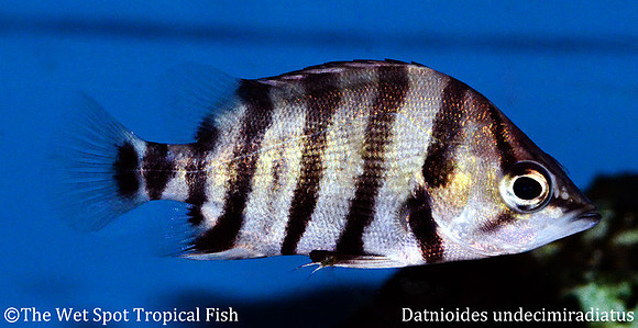 Datnioides undecimiradiatus