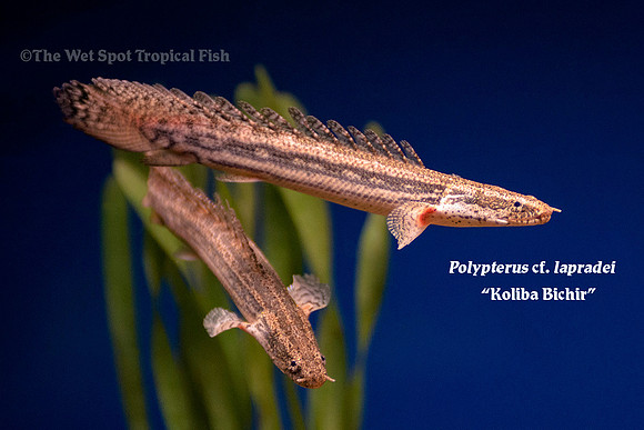Koliba Bichir - Polypterus cf. lapradei