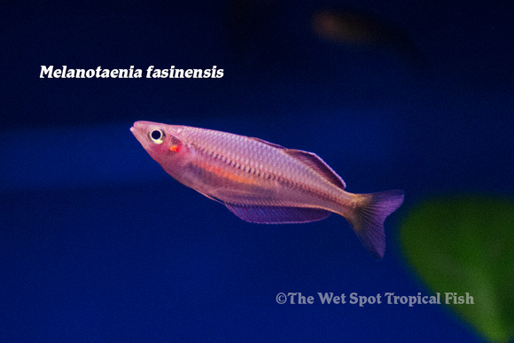 Fasinensis Rainbowfish - Melanotaenia fasinensis