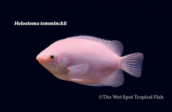 Helostoma temminckii - Pink Kissing Gourami