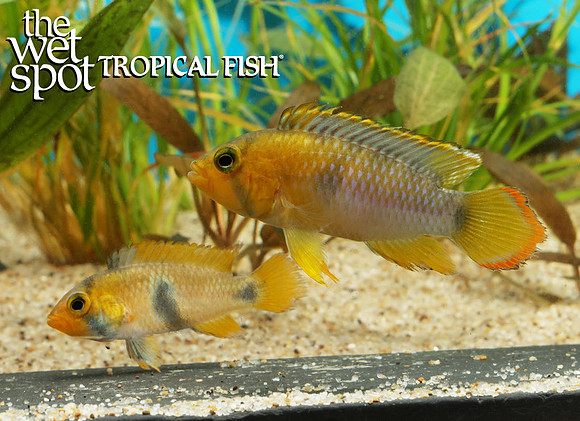 Apistogramma nijsseni WILD